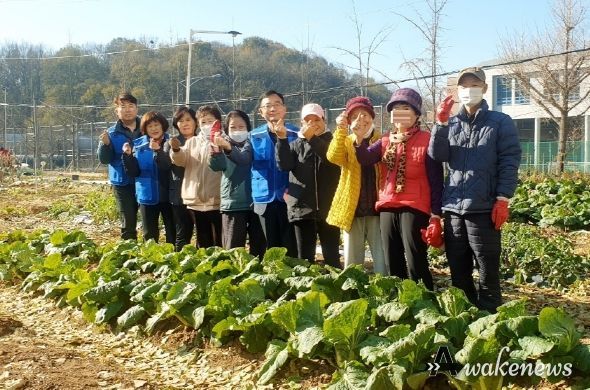 광명시 광명7동 지역사회보장협의체는 21일 텃밭 자조 모임과 함께 배추와 무를 수확하여 관내 취약계층에 전달하는 ‘늘푸름지원사업’을 진행했다