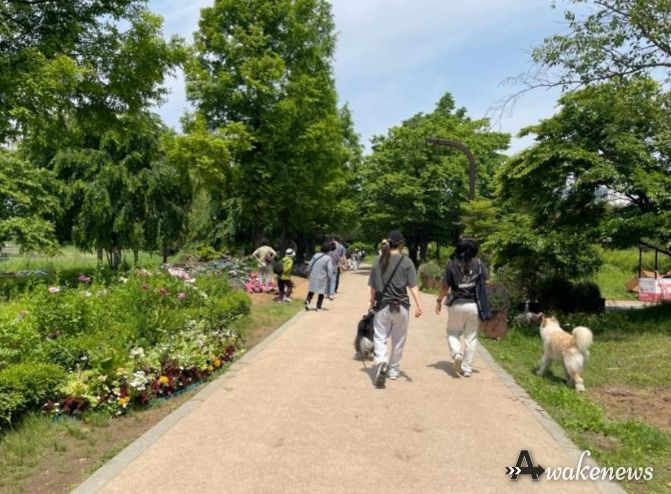 2024고양국제꽃박람회에 식재된 꽃들이 유지·관리되고 있는 일산호수공원