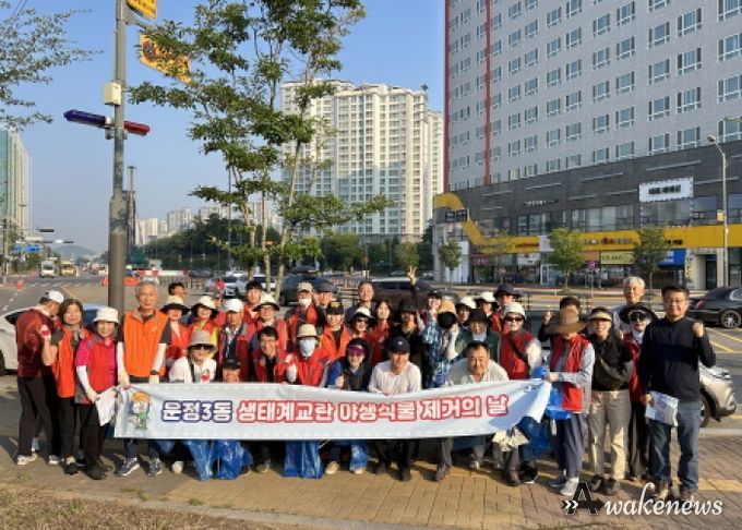 파주시 운정3동, 생태계 교란 단풍잎돼지풀 제거 구슬땀