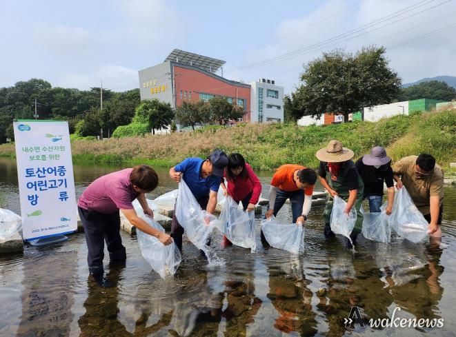 미꾸리 치어 방류