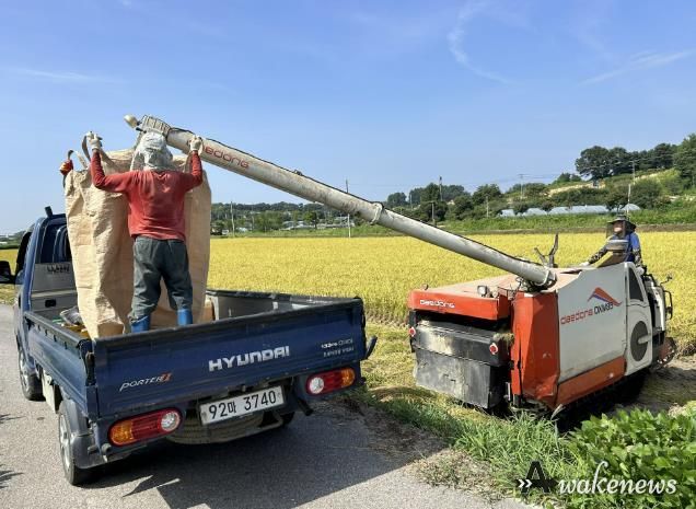 지평면 곡수리에서 첫 벼 베기 후 수확량을 옮기고 있다.
