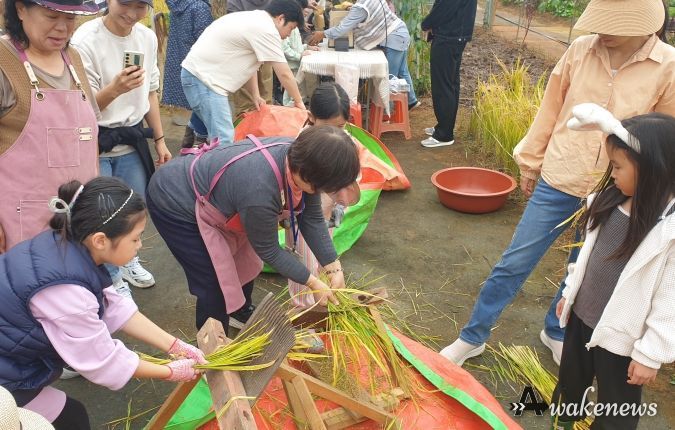 천배의 벼 체험 모습