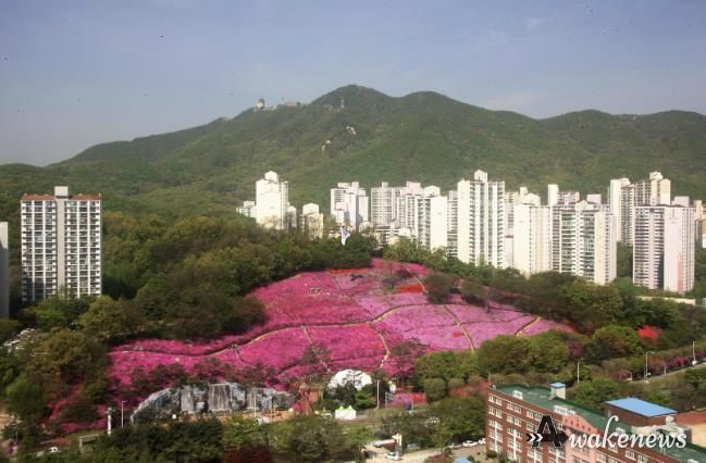 군포철쭉동산
