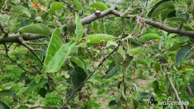 이천시, 사과·배 농가에 과수화상병 예방수칙 준수 및 의심 시 신고 당부