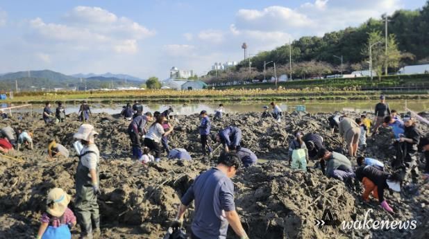 시흥시, 곤충 잡고, 연근 캐며 가족과 추억 쌓은 연근캐기 행사 마쳐