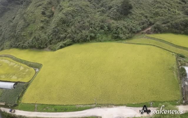 경기도 남양주시 조안면 시우리 222-3번지 일원에 있는 「구리시 관외 농지 활용 벼농사 체험장」 전경