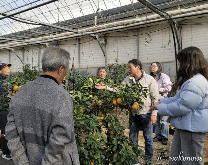 광주시, 감귤 재배 농가 대상 겨울전정 현장 자문 실시