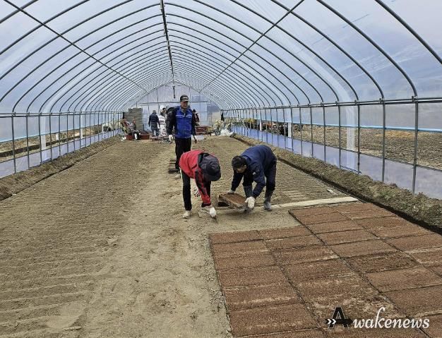 못자리 모판 늘어놓기