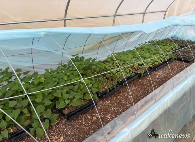 고구마 조직배양묘 모습