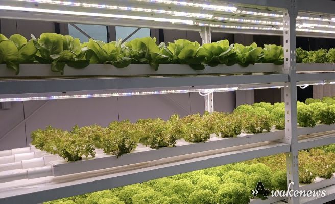 과천도시농업센터 유리온실 체험장 사진(채소)