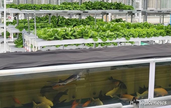 경기도농업기술원, ‘아쿠아포닉스 상추 친환경 관리 매뉴얼’ 발간