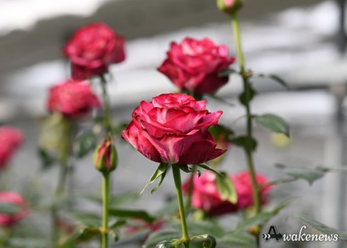 신품종 스타가넷 모습