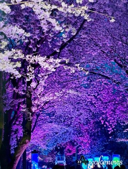 김포시와 김포문화재단은 11일과 12일, 2026 김포벚꽃축제 ‘오롯이 벚꽃’을 개최했다.