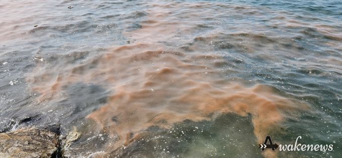 안산 시화나래휴게소 인근 야광충 집적 현황